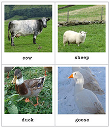 animal flash cards in polaroid style mr printables