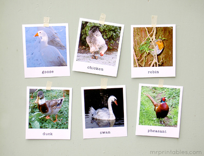 Animal Flash Cards in Polaroid Style - Mr Printables