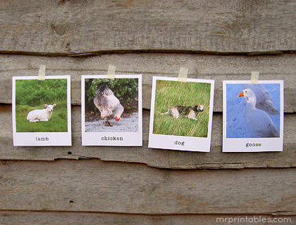 Animal Flash Cards in Polaroid Style - Mr Printables